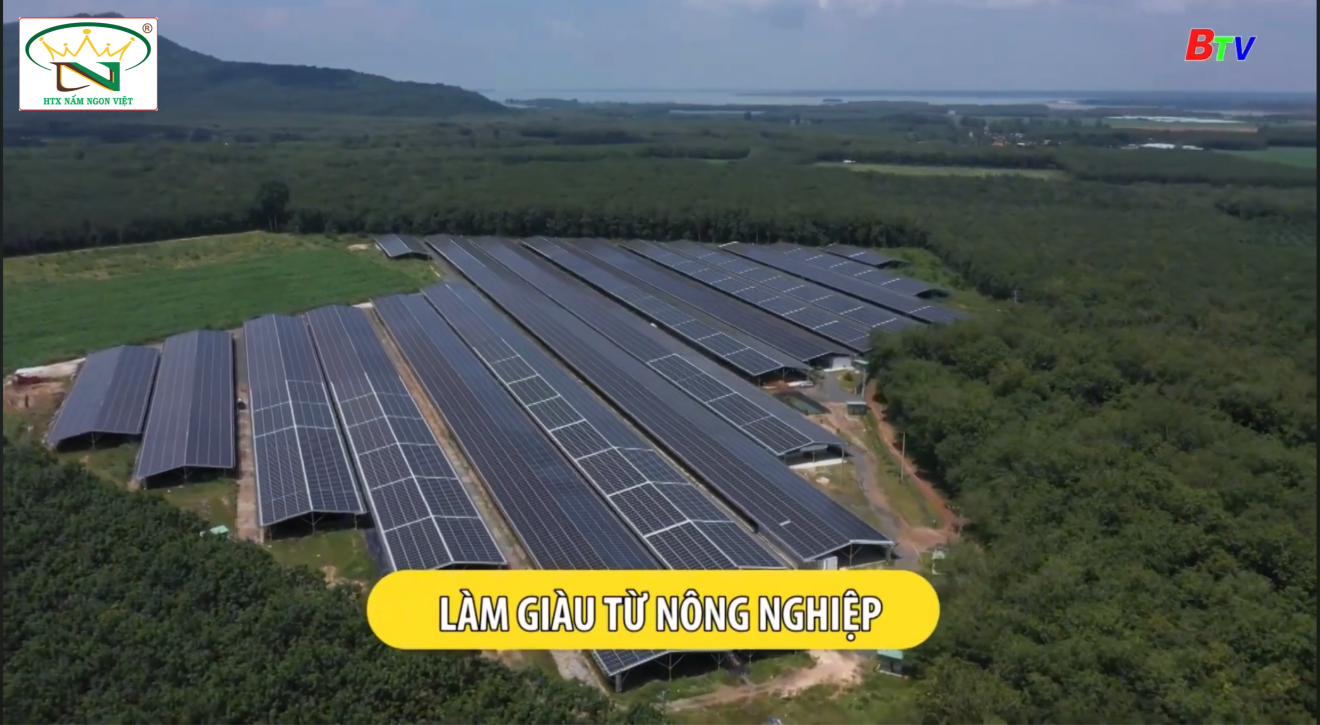 Nấm Việt cho sức khỏe người Việt