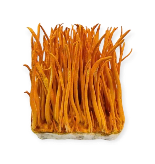 Nấm Đông Trùng Hạ Thảo Tươi